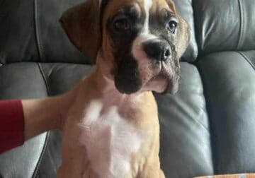 Purebred Boxer Puppies