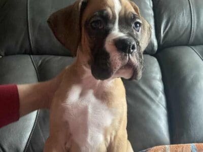 Purebred Boxer Puppies