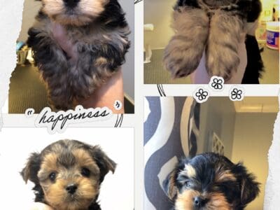 Yorkie poo puppies