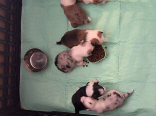 American Corgi Puppies W/ Tails