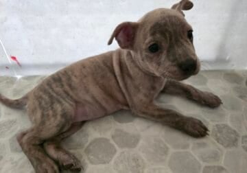 Pitbull puppies