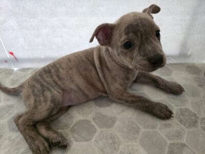 Pitbull puppies
