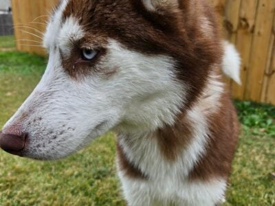 Male Husky , both parents AKA registered