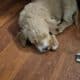 Golden doodle puppies