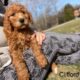 Standard Goldendoodle Puppies