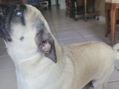Free Female AKC Pug