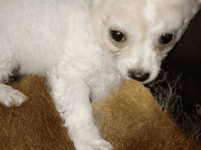Dogs for sale half yourkie half Chihuahua