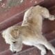 Schnoodle