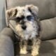 CKC MINI SCHNAUZER