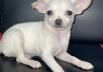 Chihuahua teacup male