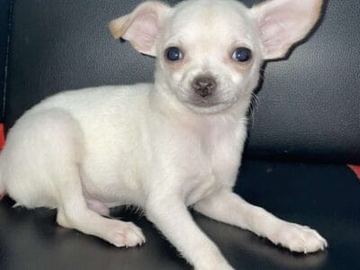 Chihuahua teacup male