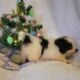 Bandit CKC Registered Male Pomeranian