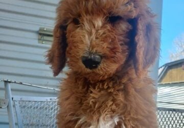 F1b Labradoodle puppies