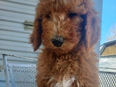 F1b Labradoodle puppies