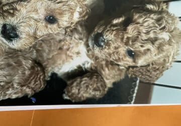 PEDIGREE MOYEN POODLE PUPPIES