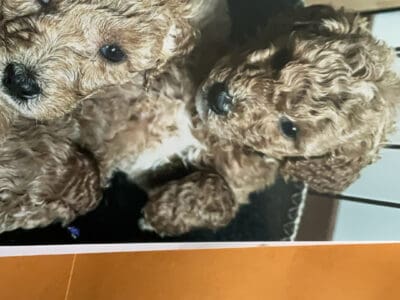 PEDIGREE MOYEN POODLE PUPPIES