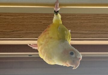 Conure, female, 9 months old