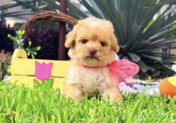 Adorable Toy Poodles!!!! 🐩