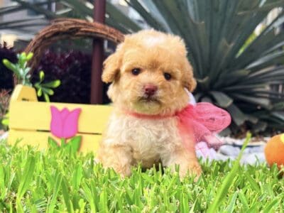 Adorable Toy Poodles!!!! 🐩