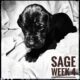 Sage The Great Dane