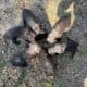 BSS registered Boykin spaniels
