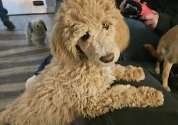 Mid size poodles