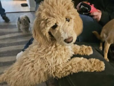Mid size poodles