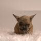 Litter of 6 French Bulldog Puppies