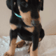 Doberman puppies