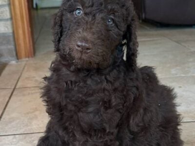 Goldenrod’s puppies