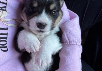 Boy 2 Pembroke Welsh Corgi