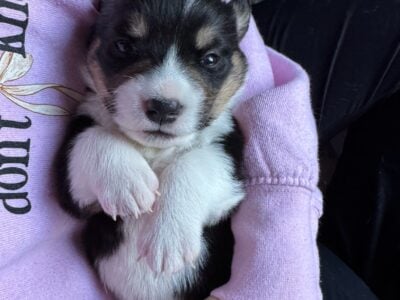 Boy 2 Pembroke Welsh Corgi