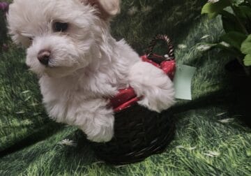Gold dust Yorkie pup