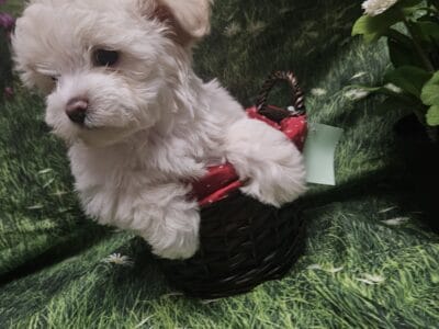 Gold dust Yorkie pup