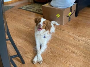 Brittany Spaniel