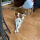 Brittany Spaniel