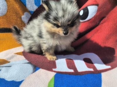 Pom pup – Black merle male #2