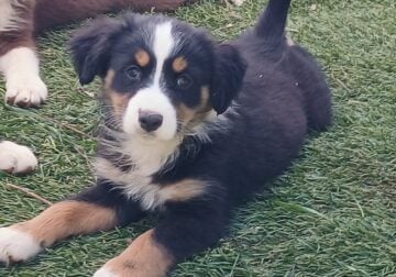 Mini australian shepherd pups