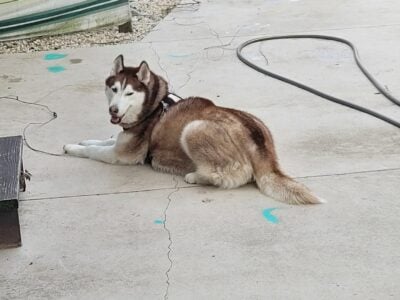 9 yr old male husky