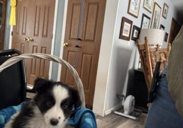 Mini Aussie puppies