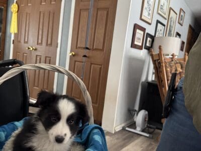Mini Aussie puppies