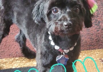 Mini aussiechons for sale puppies