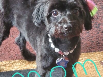 Mini aussiechons for sale puppies