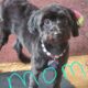 Mini aussiechons for sale puppies