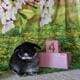 Holland lop bunnies