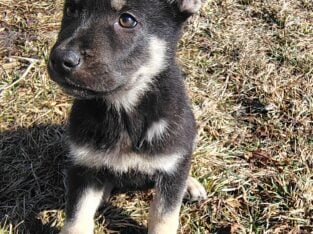 German shepherd/ chow puppies