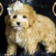 Midge F1B Maltipoo