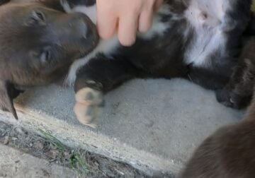 German Shepherd mix puppies