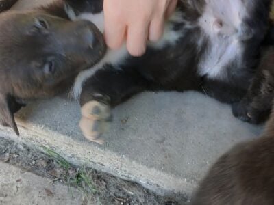 German Shepherd mix puppies