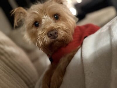 Yorkie/Terrior Mix